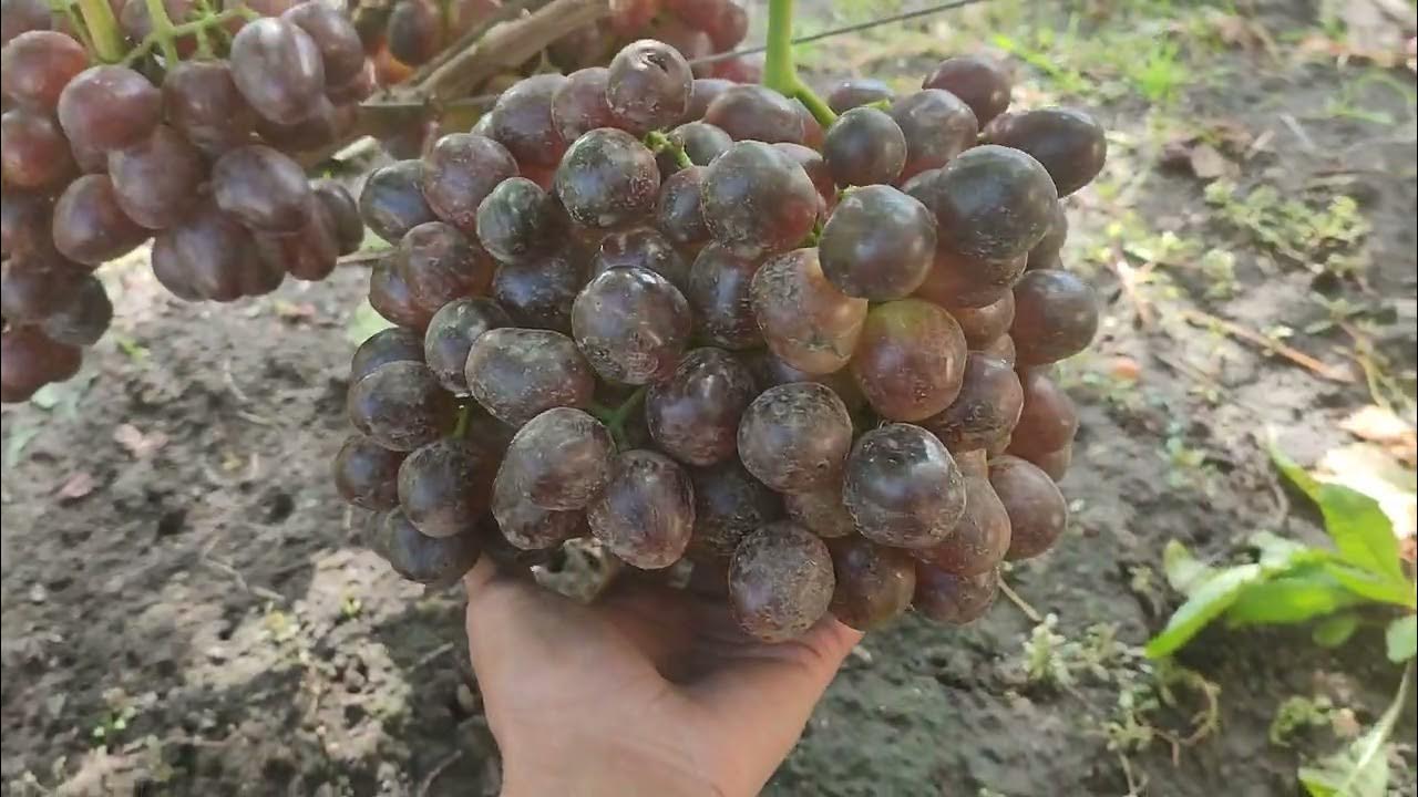Виноград 2023. Краса Днепра - перспективный товарный красавец - YouTube