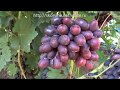 Ранне-средние сорта винограда 2019. Алвика - открытие сезона