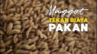 Maggot Tekan Biaya Pakan