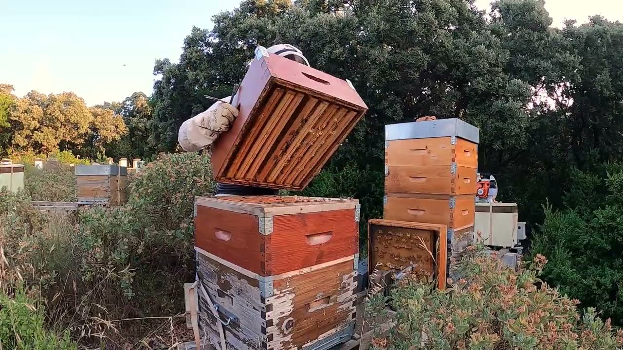 APICULTURE. E80 Attention à cette Erreur | Récolte au Chasse-Abeilles