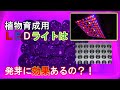 【家庭菜園】植物育成用ＬＥＤライトって効果あるの？！①