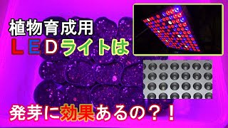 【家庭菜園】植物育成用ＬＥＤライトって効果あるの？！①