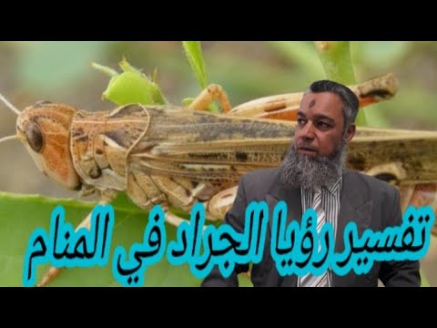 كن حذرا من رؤيا الجراد الكثيرفي المنام