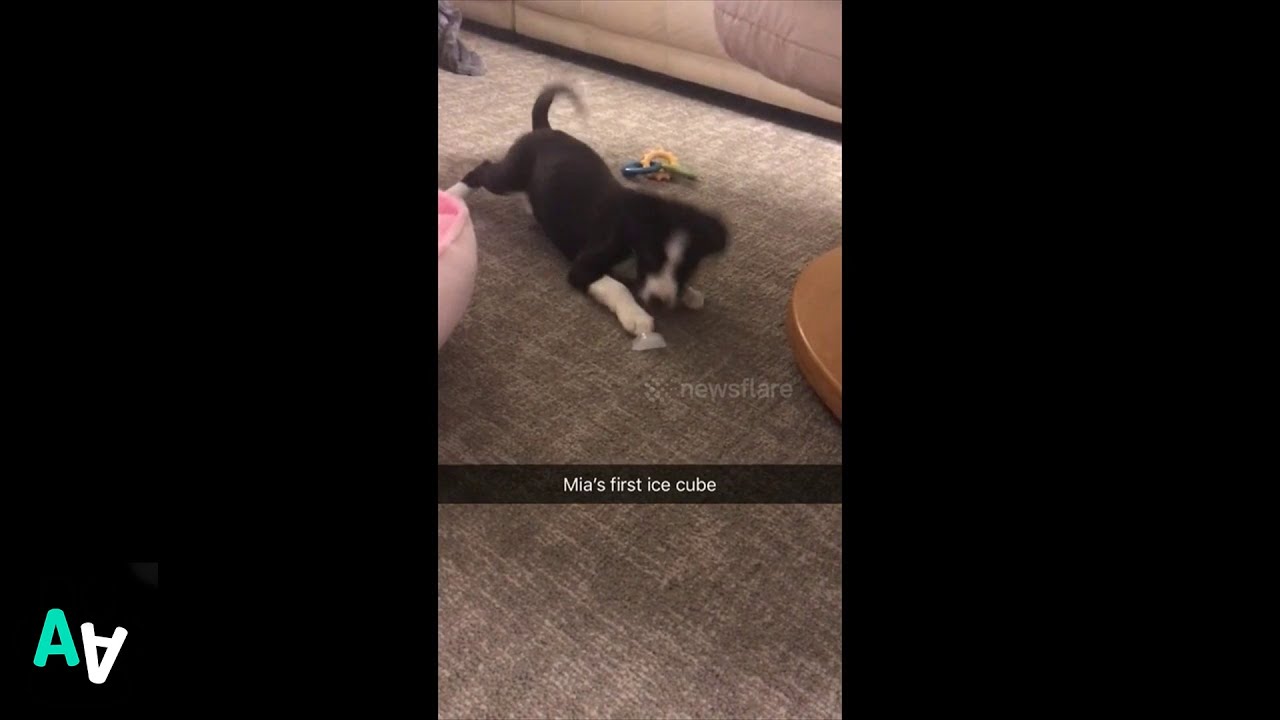 camera iphone 8 plus apk Puppy vs Ice Cube - Doesn't go Well! 😂