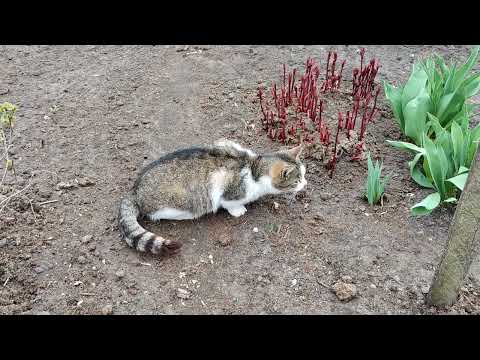 Video: Dahurian Rhododendron: penerangan, penanaman dan penjagaan