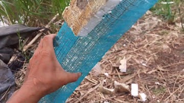 Cách Làm Bẫy Rắn Ri  Và Ri Cá Đặt Như Thế Nào Gia Đình Cùng Xem Nha | Săn Bắt Vĩnh Long |