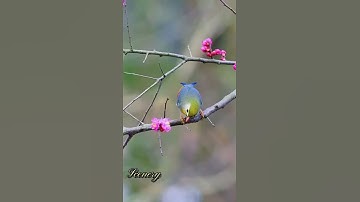 تلاوة خاشعة…محمد المنشاوي