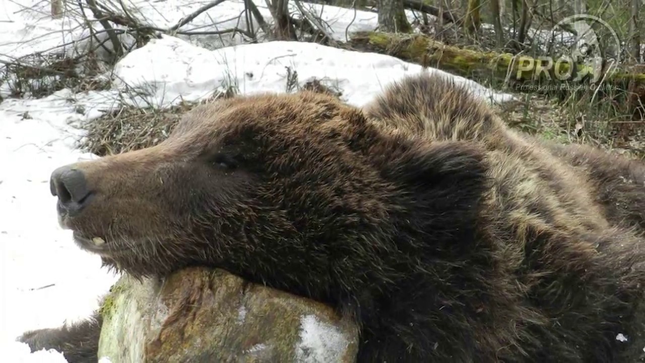 Когда просыпаются медведи в сибири. Бурый медведь Сибирь. Тощий медведь весной.