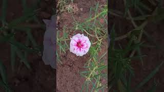 #table rose#tamil songs#whatsapp status#