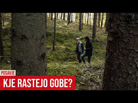 Video: Kje rastejo jurčki?