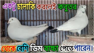 কবুতর থেকে যত খুশি ডিম বাচ্চা নিতে পারেন একটু চালাকি করলেই | najpigeonlover pigeon viralvideo