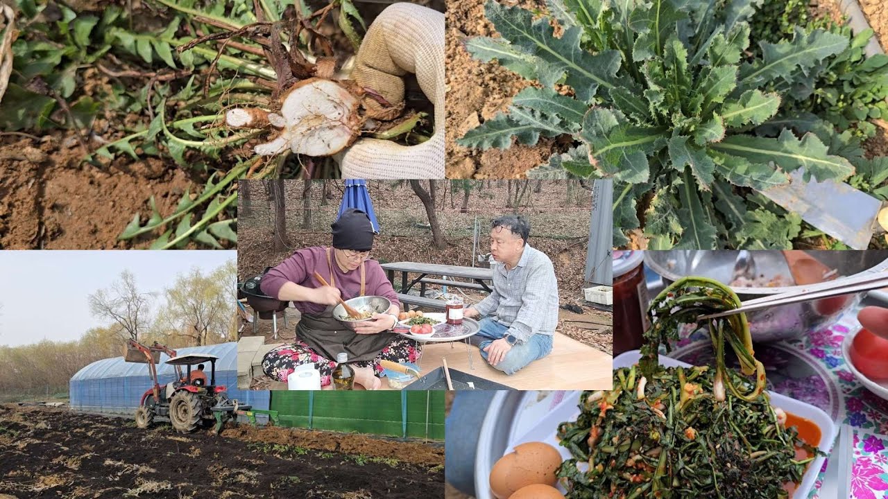 농사일 시작전 밭에 보약들나물 뜯어 행복한 한끼 민들레 방가지똥 너무 좋아