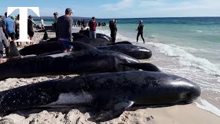 Australians race against time to rescue 150 stranded pilot whales