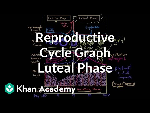 Video: Lutealphase des Zyklus - Phase des Corpus luteum