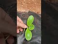 Growing HUGE Squash Plants 2 Weeks UPDATE