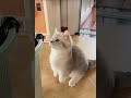 #funnycats #kitten #cutecat #cats #music #animals #cats #cutecat