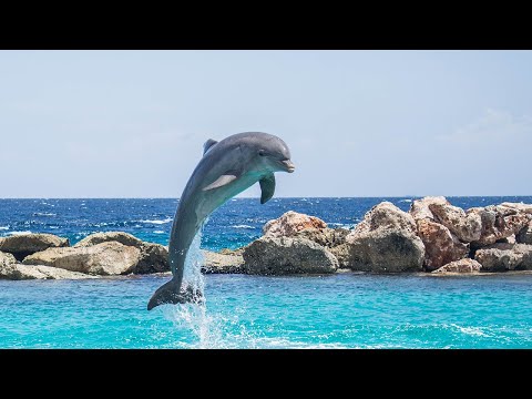 Что нельзя делать при встрече с дельфином
