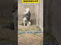 别挖了 被发现了 Animals Funny 别挖了 被发现了 Animals Funny