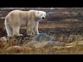 Challenges and Decisions in Polar Bear Town