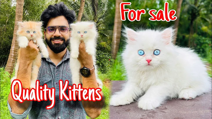 Watch the video about Blue Eyes Cute Baby 💙 | Persian Cats For Sale | persian cat | Doll face cat | Persian cat price