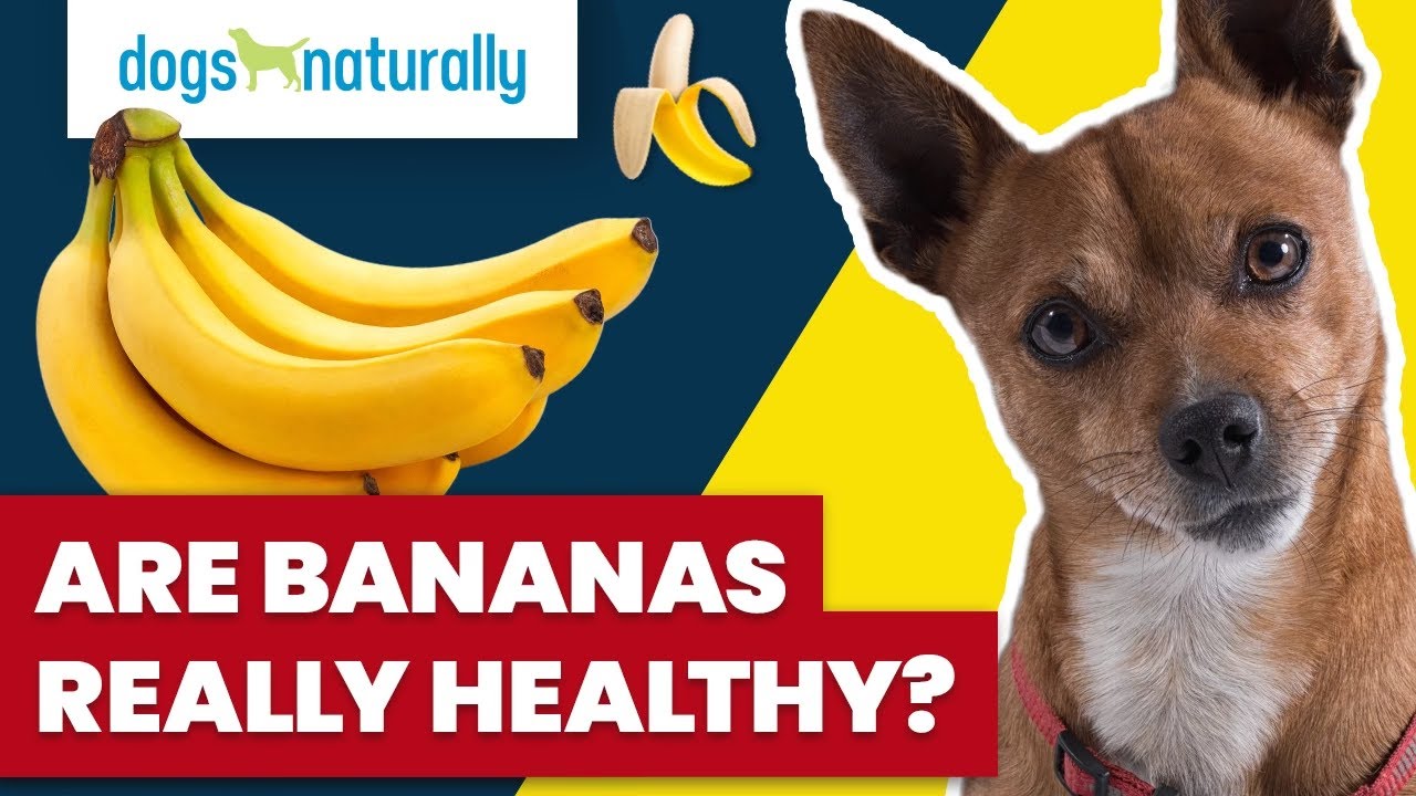 Are Bananas Really Healthy For Dogs YouTube