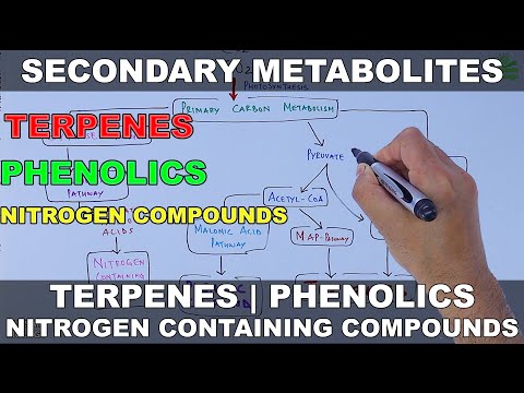 Video: Kāpēc penicilīns ir sekundārs metabolīts?