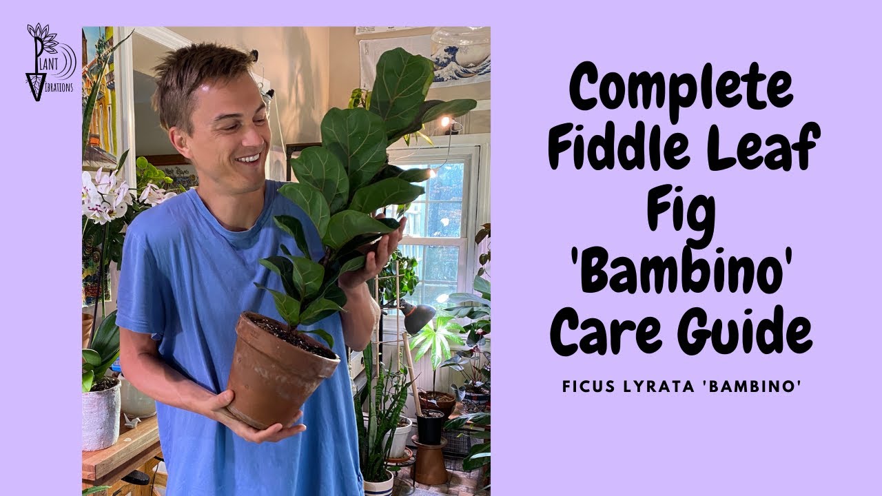 FIDDLE LEAF FIG 'Bambino' Care Ficus lyrata Tree Care YouTube