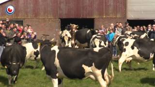 Cows coming out in the summer. Happy cows!