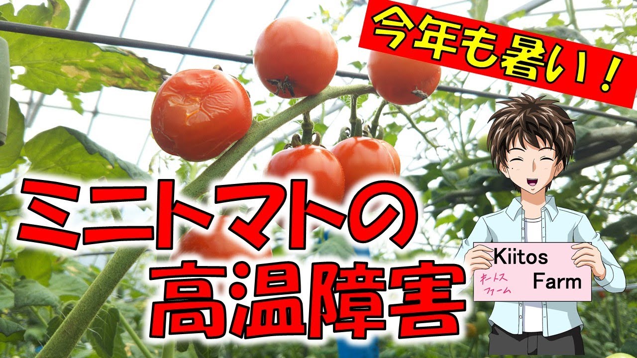 ミニトマトの栽培 真夏の高温障害とその対策 Youtube