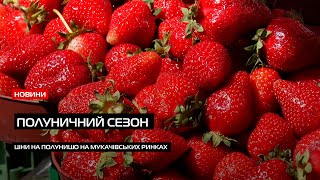 Сезон полуниці: звідки і за скільки продають ягоду на Мукачівських ринках