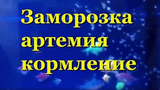 Замороженный корм артемия | кормление взрослых рыб и подростков