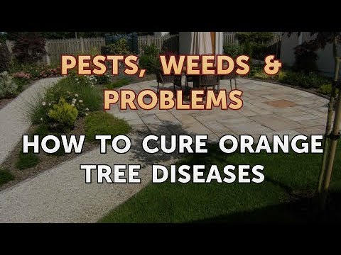 How to Cure Orange Tree Diseases