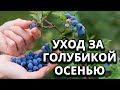 Что делать с голубикой осенью?