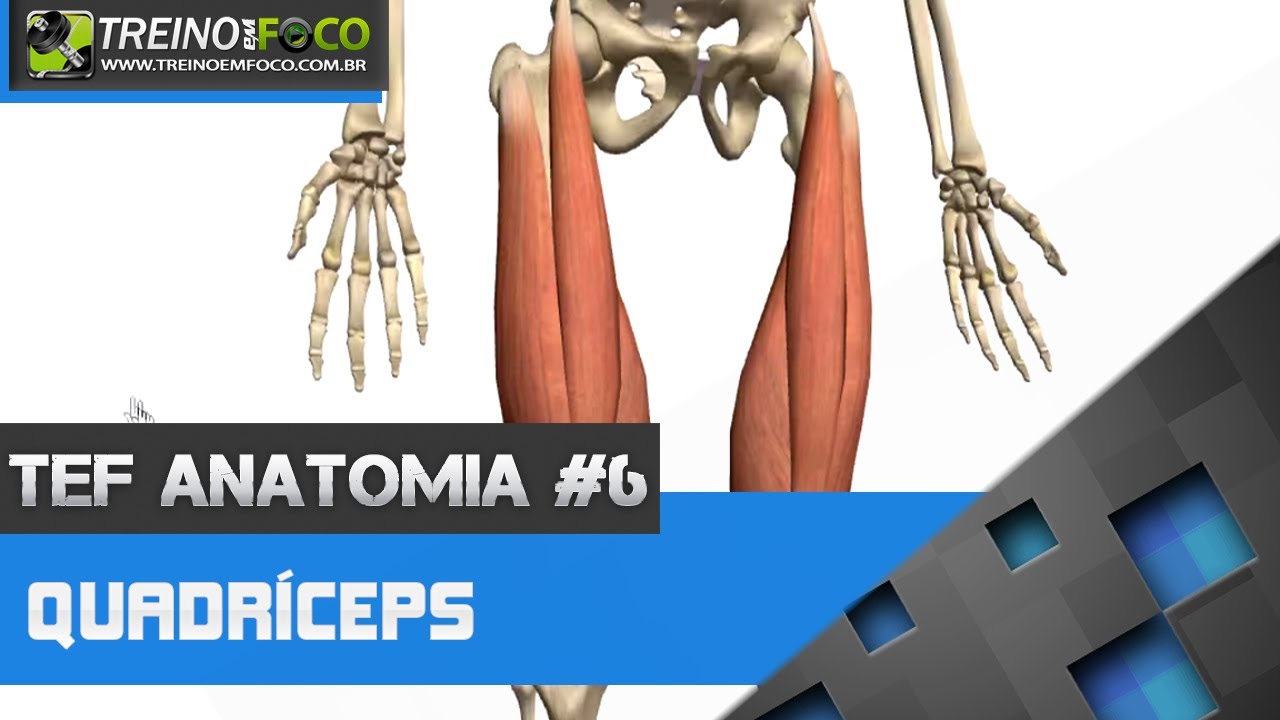 Treino em FOCO Anatomia #6 - Anatomia do Quadríceps