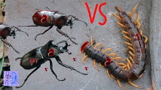 Phát Hiện Con RẾT CHÚA Vs BỌ HUNG Đánh Nhau Tranh Giành Lãnh Thổ. Centipede VS Beetles