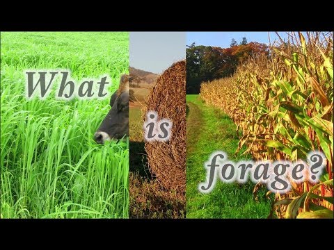 Video: Ce înseamnă fourrage?