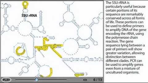 Phylogenetic tree animation