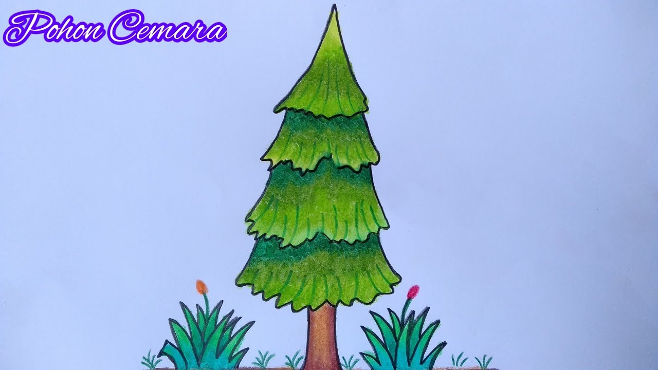 Menggambar Pohon Cemara Cara Menggambar Pohon Cemara Yang Mudah