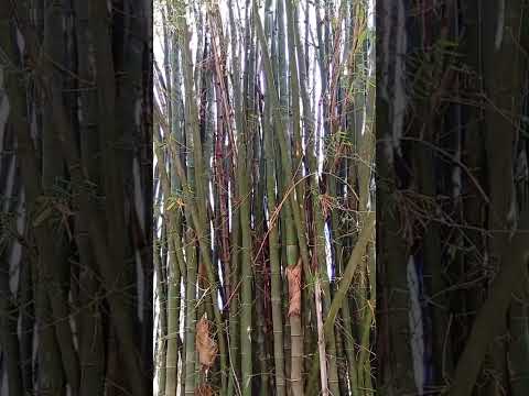 Https Www Facebook Com Share P 17pBNYQ2GU