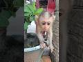Adorable Sokhaa So CUTE And SMART WILL MAKE YOU SMILE Adorable Sokhaa So CUTE And SMART WILL MAKE YOU SMILE