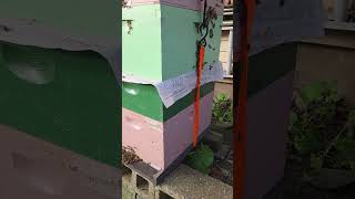 A new swarm has found a home 19 May 2026