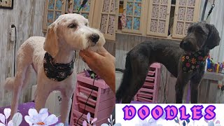 Labrador + Poodle = Doodle  DogHaircut, bathing