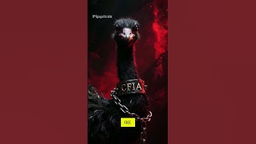 “Protect the Ostriches – Rise Together”