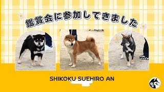 【柴犬・四国犬】鑑賞会に参加してきました✨