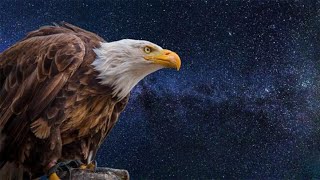 Lanimal Totem Aigle Tout Savoir