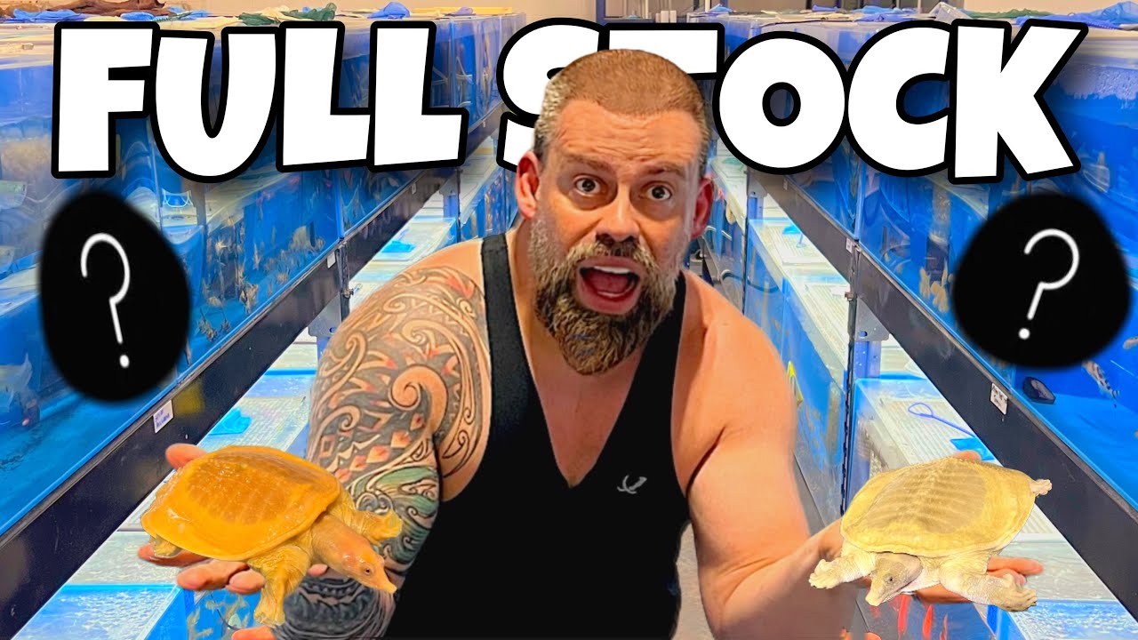 Our VAST COLLECTION of EXOTIC FISH for sale at the SHOP!