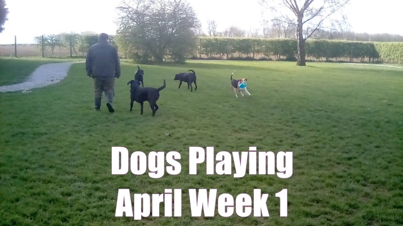 home from home pet care