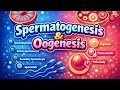 Spermatogenesis and oogenesis | Class 12 | Ch# REPRODUCTION |BS BIO STUDIO