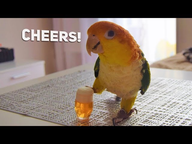 Birb drinking beer with his hooman