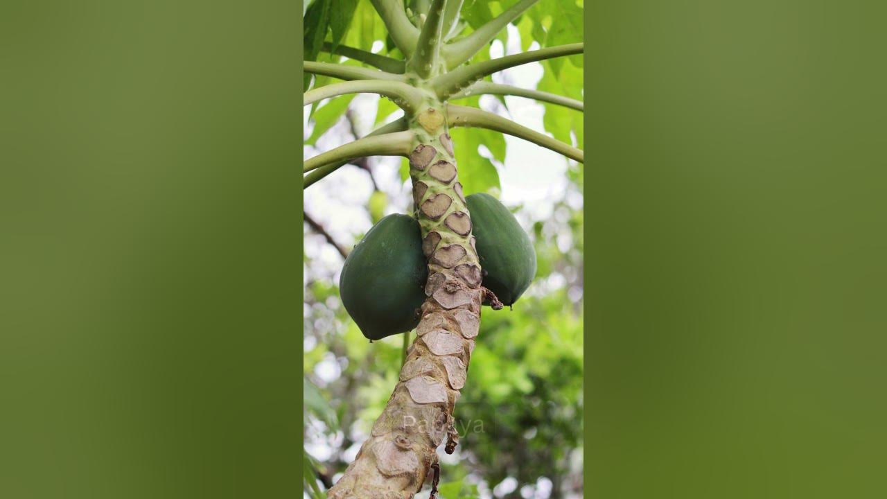 9-fruit-plants-to-grow-at-home-in-india-bloomybliss-shorts-youtube